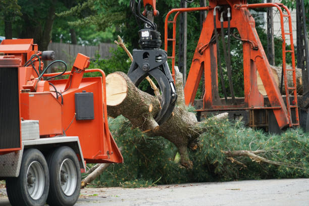 How Our Tree Care Process Works  in Grafton, WI